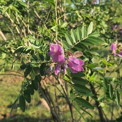 Mundulea sericea