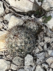 Escobaria emskoetteriana