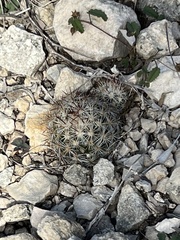 Escobaria emskoetteriana