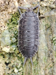 Porcellio novus