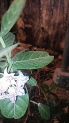 Calotropis gigantea