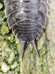 Porcellio novus