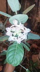 Calotropis gigantea