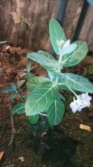 Calotropis gigantea