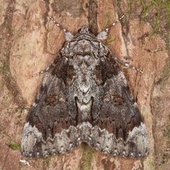 Catocala lacrymosa