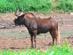 Connochaetes gnou