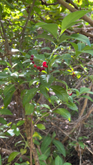Psychotria asiatica