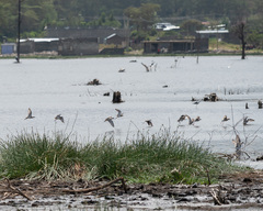 Calidris pugnax