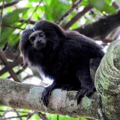 Leontopithecus chrysopygus