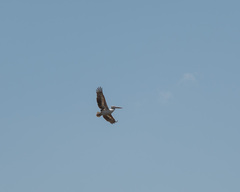Pelecanus rufescens