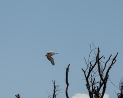 Pelecanus rufescens