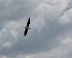 Himantopus himantopus