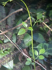 Nehalennia pallidula