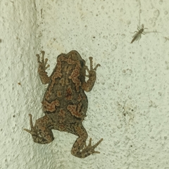 Uperodon taprobanicus