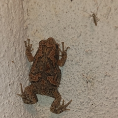 Uperodon taprobanicus