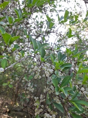 Achatocarpus praecox