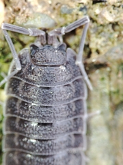 Porcellio novus