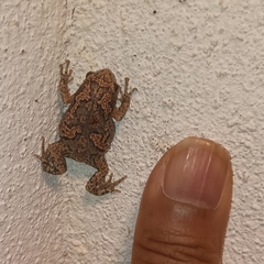 Uperodon taprobanicus