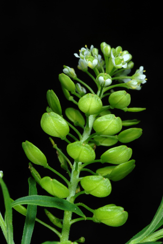 Lepidium virginicum
