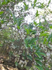 Achatocarpus praecox