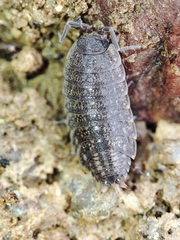 Proporcellio pusillus