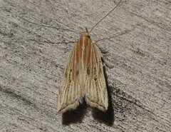 Helcystogramma hystricella