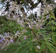 Vitex negundo
