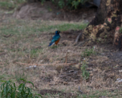 Lamprotornis superbus