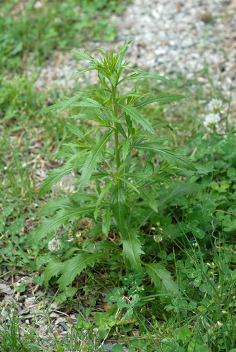 Lepidium virginicum