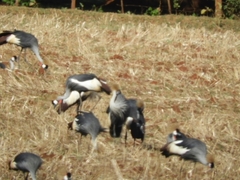 Balearica regulorum
