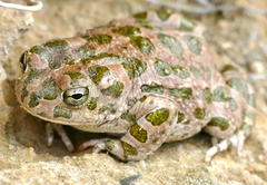 Bufotes boulengeri