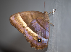 Taygetis asterie