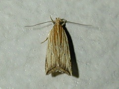 Helcystogramma hystricella
