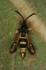 Bembecia flavida