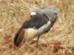 Balearica regulorum