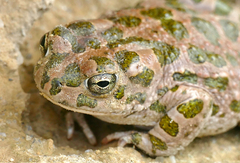 Bufotes boulengeri