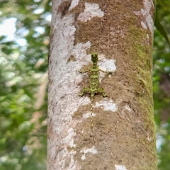 Draco quinquefasciatus