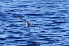 Cheilopogon melanurus