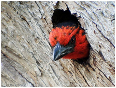 Lybius torquatus torquatus