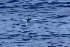 Cheilopogon melanurus