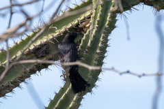 Compsothraupis loricata