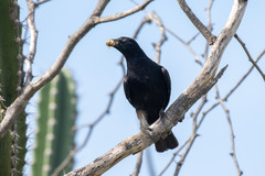 Compsothraupis loricata