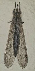 Acanthaclisini