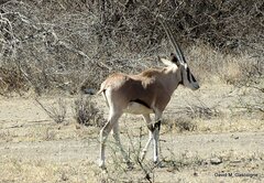 Oryx beisa beisa