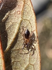 Phrurolithidae