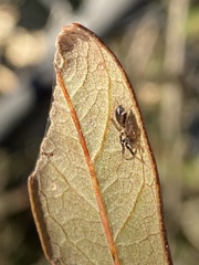 Phrurolithidae
