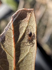 Phrurolithidae