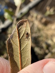 Phrurolithidae