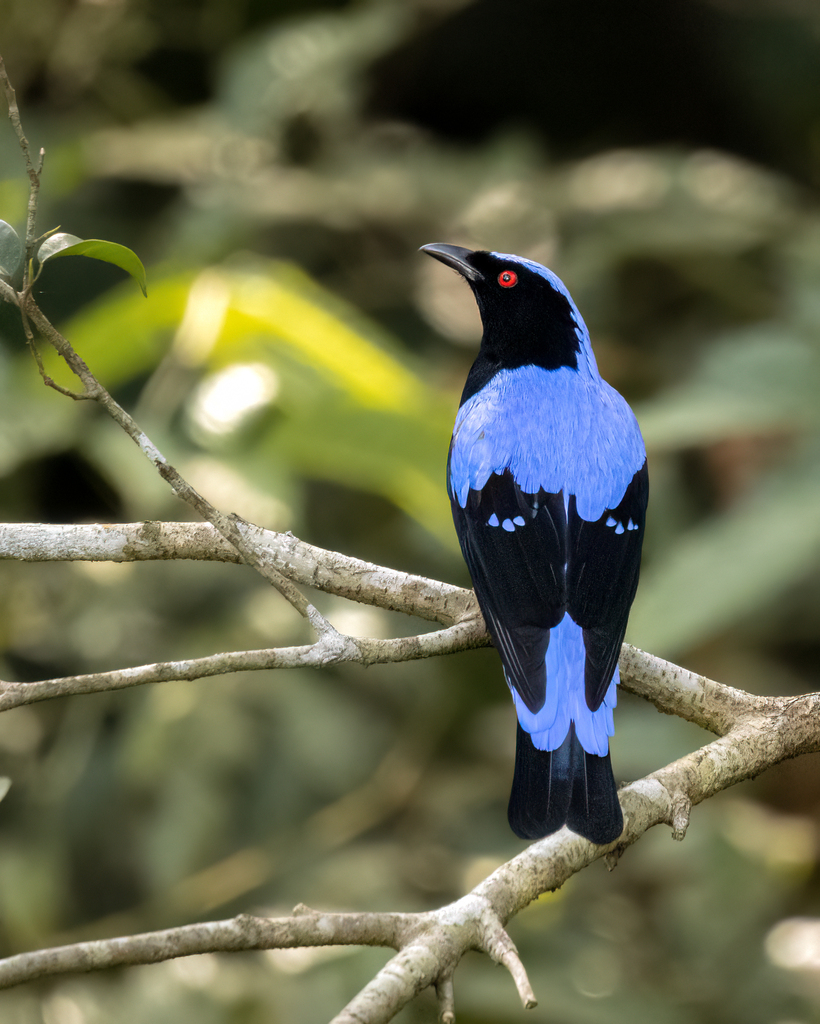 Asian Fairy-bluebird (Irena puella) photo