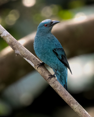 Asian Fairy-Bluebird photo 2
